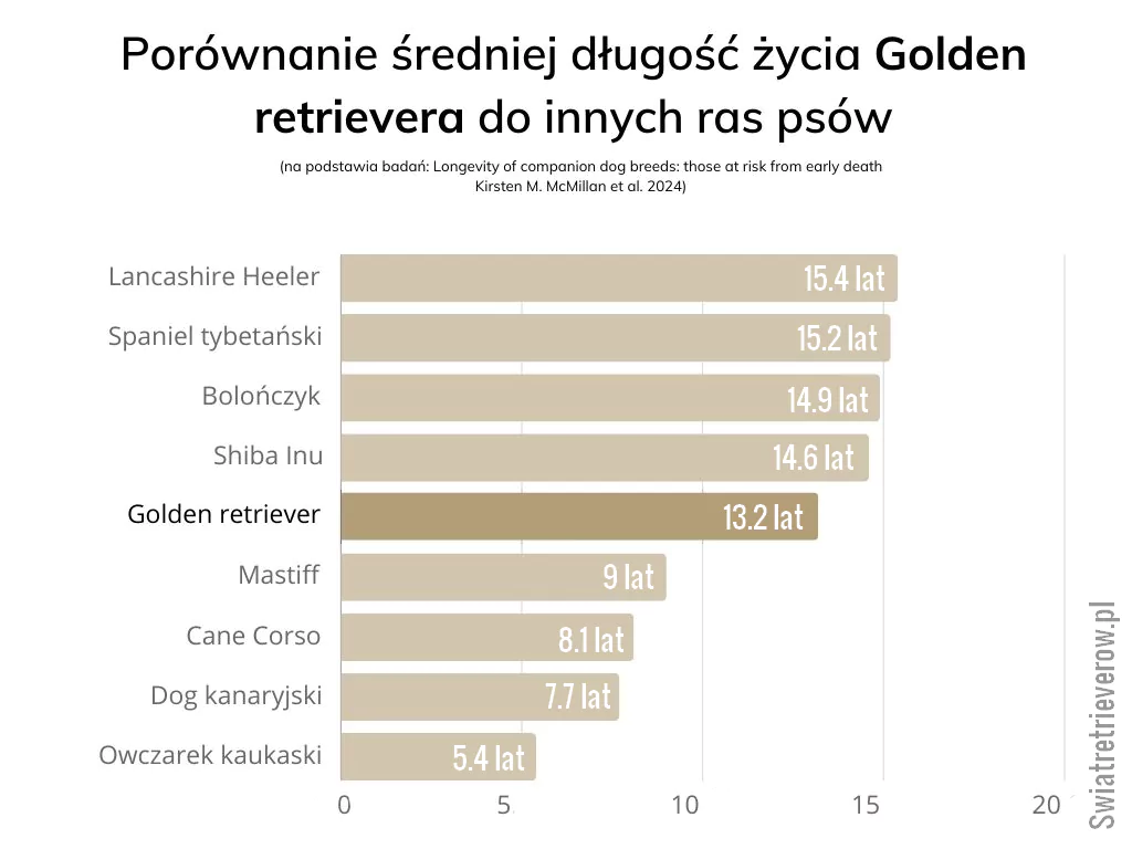 porównanie średniej długości życia Golden retrievera do innych psów 