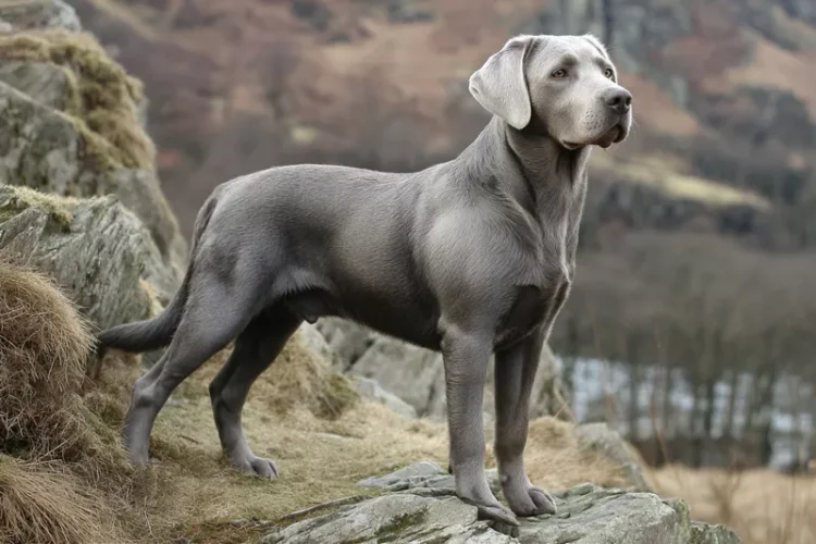 srebrny labrador
