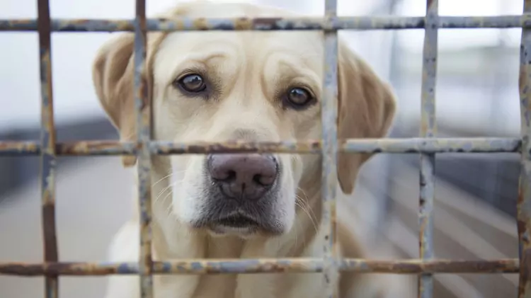 labrador adopcja stowarzyszenia