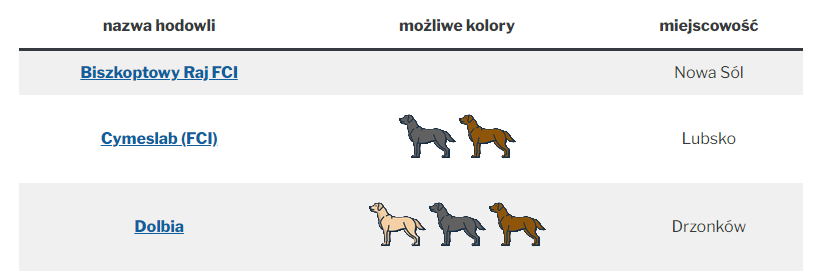 hodowle labradorów w Polsce przykład