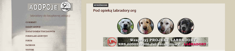 adopcje labradorów wygląd strony