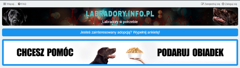 labradory info adopcja