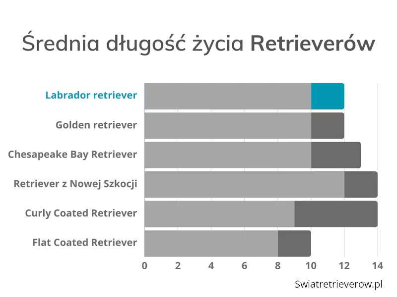 długość życia Labradora - porównanie do długości życia innych retrieverów