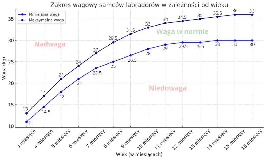 zakres wagowy samców labradorów w zależności od wieku - samiec Labrador waga