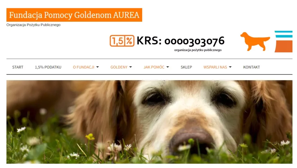 golden retriever adopcja fundacja AUREA