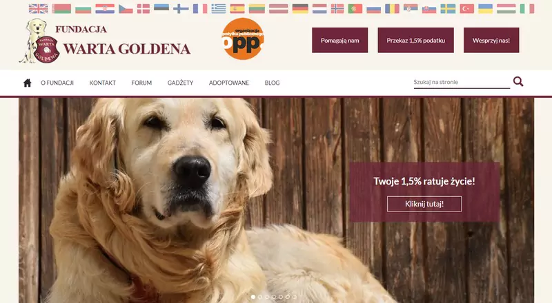 Golden retriever adopcja - fundacja Warta Goldena