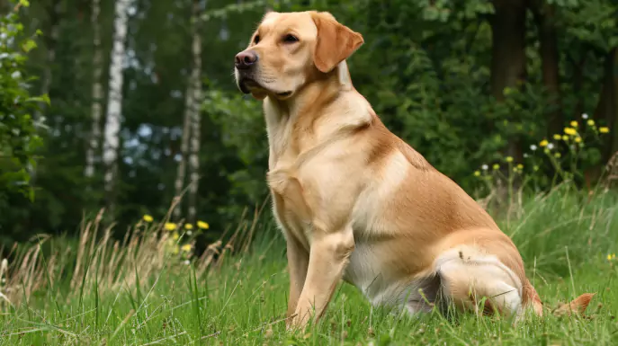 żółty labrador