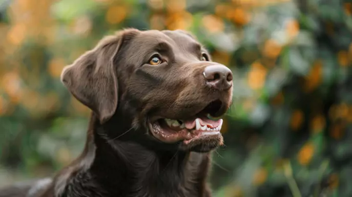 brązowy labrador retriever