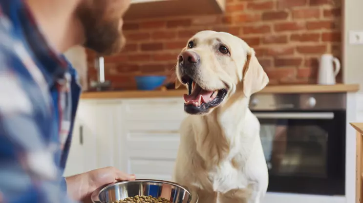 labrador czeka na jedzenie