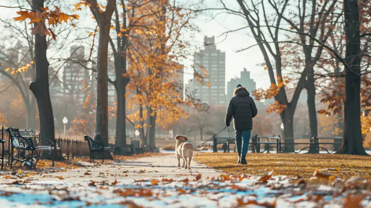 labrador na spacerze