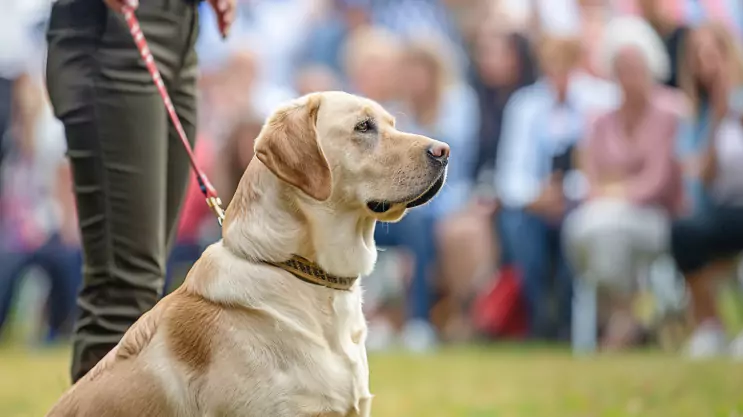 labrador wystawowy bierze udział w pokazach