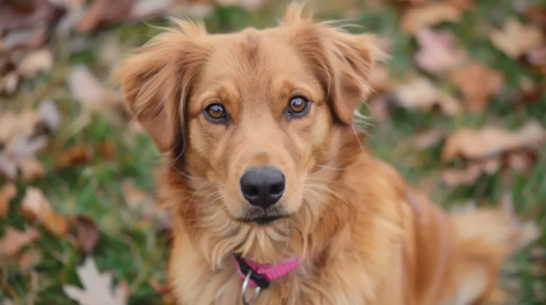 Golden retriever mieszaniec: najczęściej spotykane mixy Goldanów