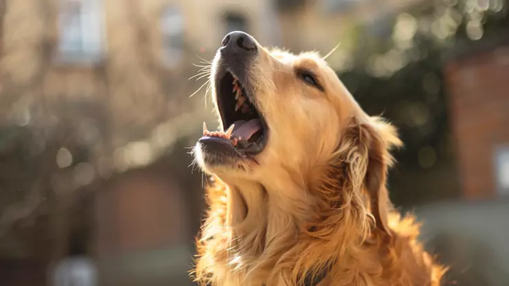 golden retriever szczeka