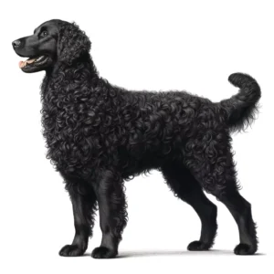 Curly coated retriever wygląd