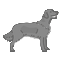 Flat Coated Retriever hodowle czarne