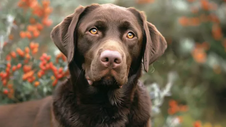 starszy czekoladowy labrador