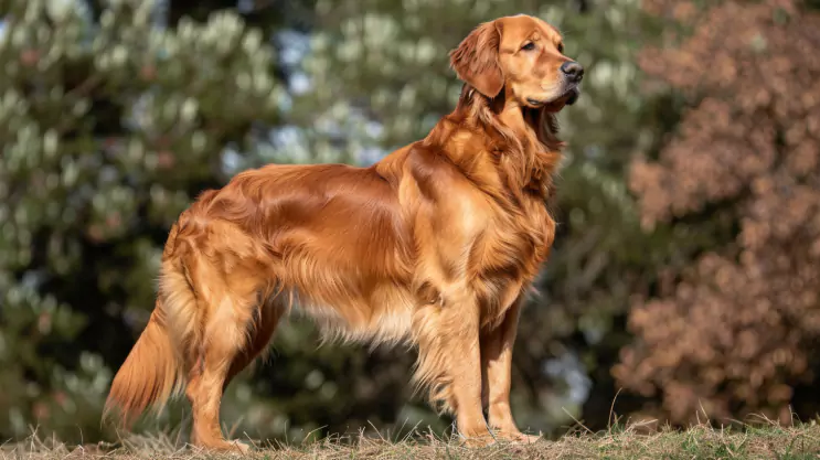 Rudy Golden retriever