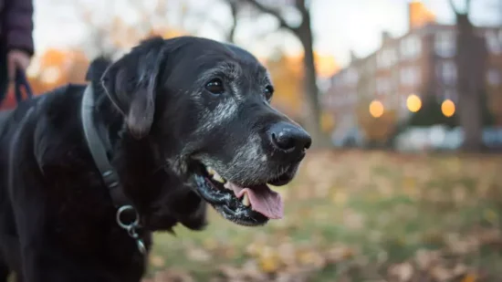 Ćwiczenia dla starszego Labradora – jakie są odpowiednie?