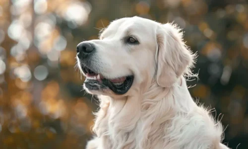 biały golden retriever