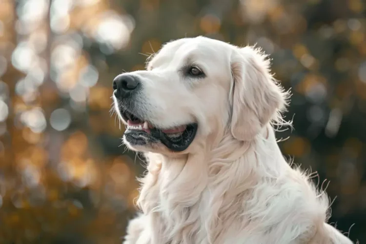 biały golden retriever