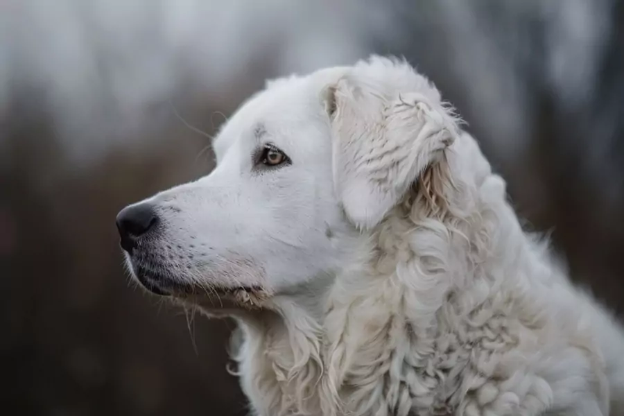 Kuvasz węgierski