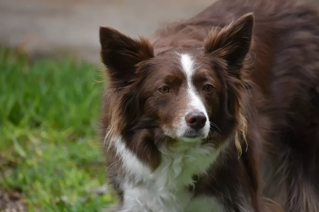 Border collie