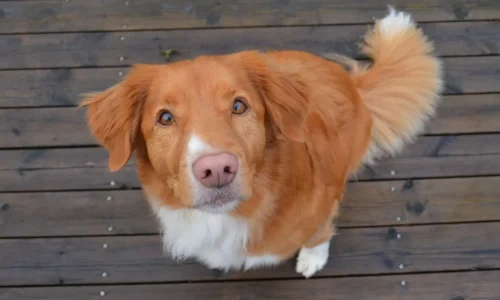 toller czy border collie