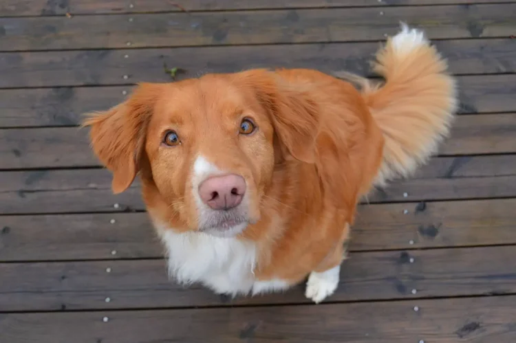 toller czy border collie