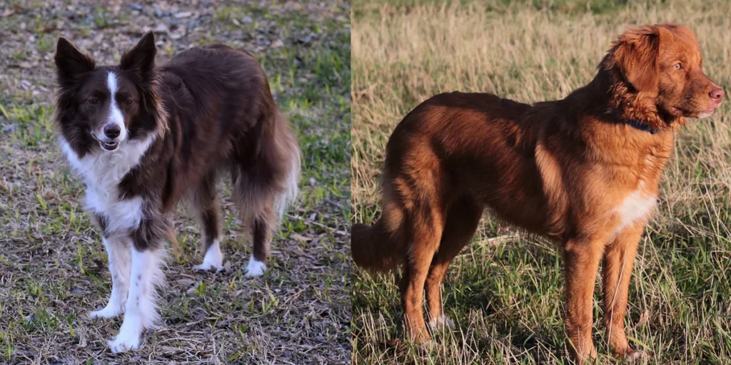 toller czy border collie porównanie