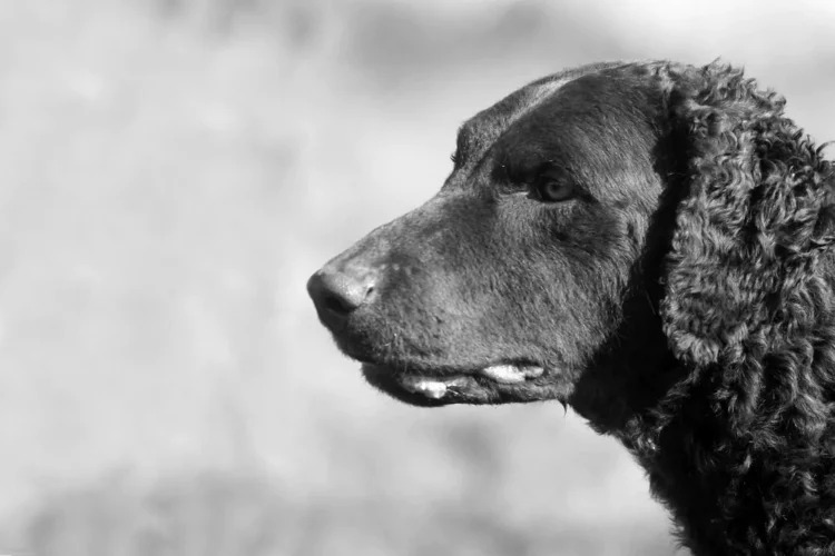 jak długo żyje curly coated retriever