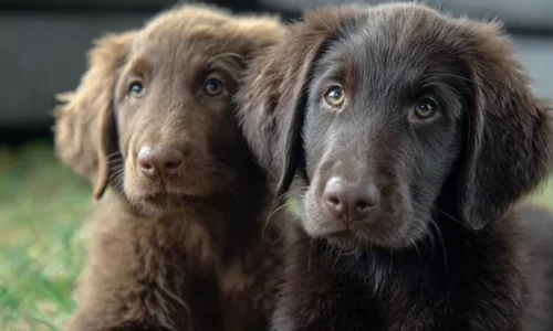 flat coated retriever pies rodzinny