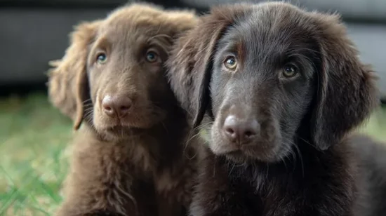 Flat coated retriever: idealny, ale wymagający pies rodzinny