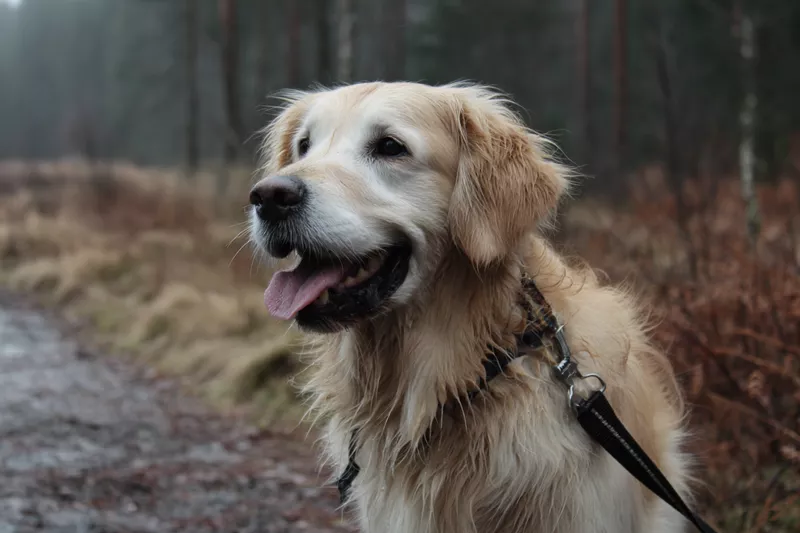 golden retriever jesienią