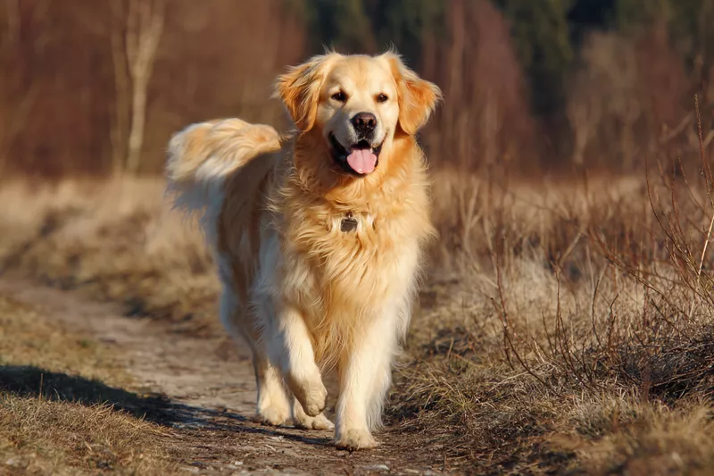 golden retriever różne pory roku
