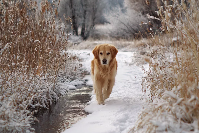 golden retriever pory roku zima