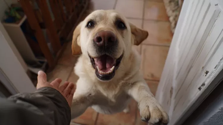 labrador goście w domu witam się z labradorem