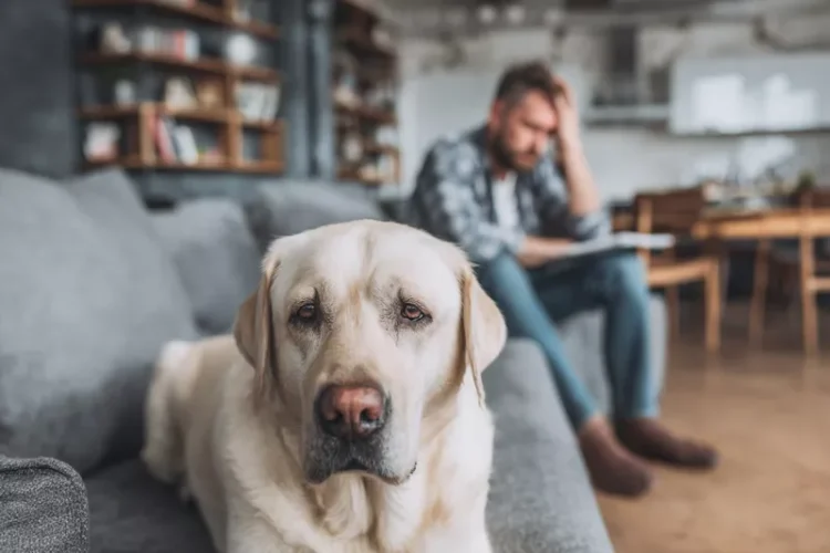 labrador ignorujący komendy w domu