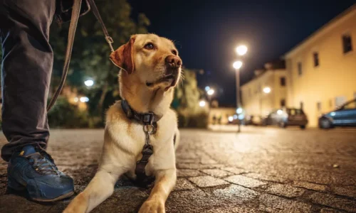 labrador nocny tryb życia