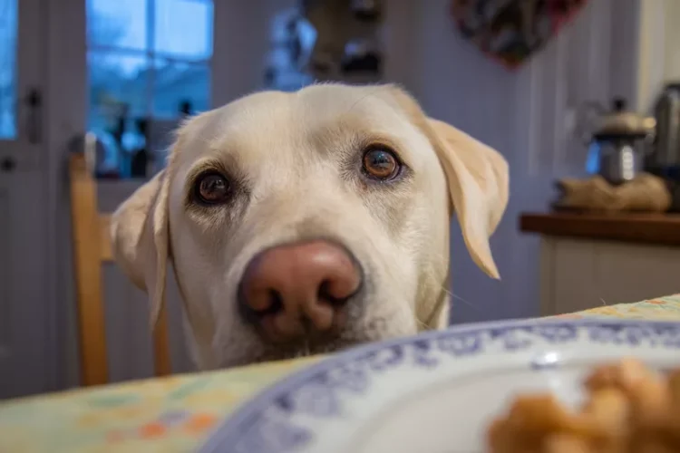 labrador kradnie jedzenie ze stołu
