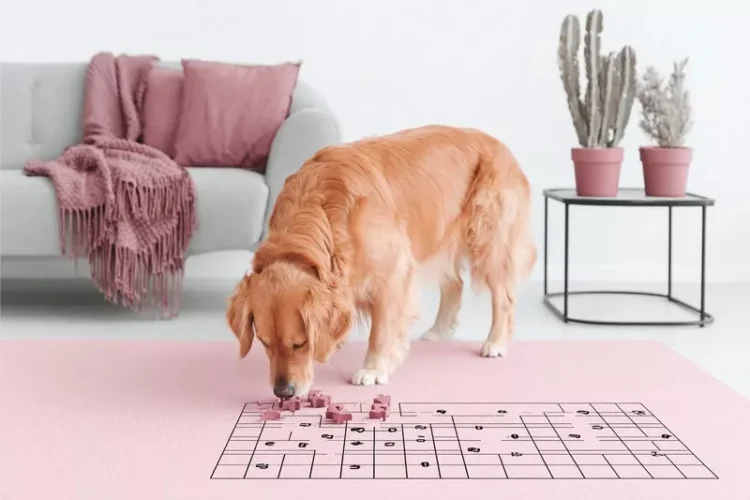 zabawki edukacyjne dla golden retrievera