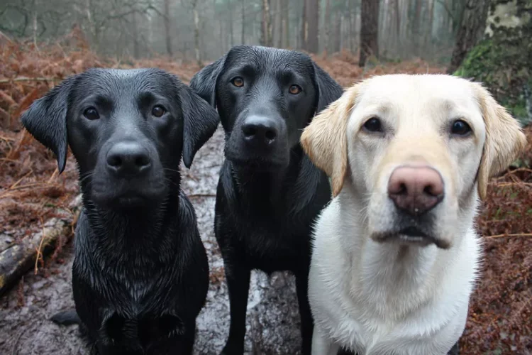 rodzaje labradorów