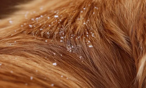 łupież u golden retrievera