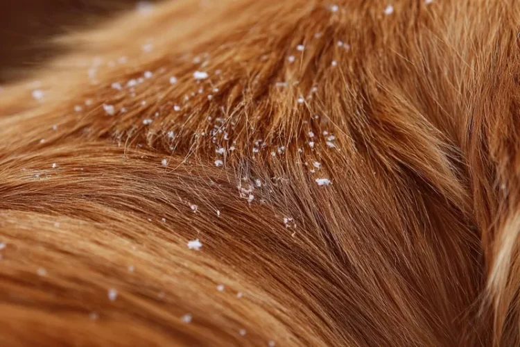 łupież u golden retrievera