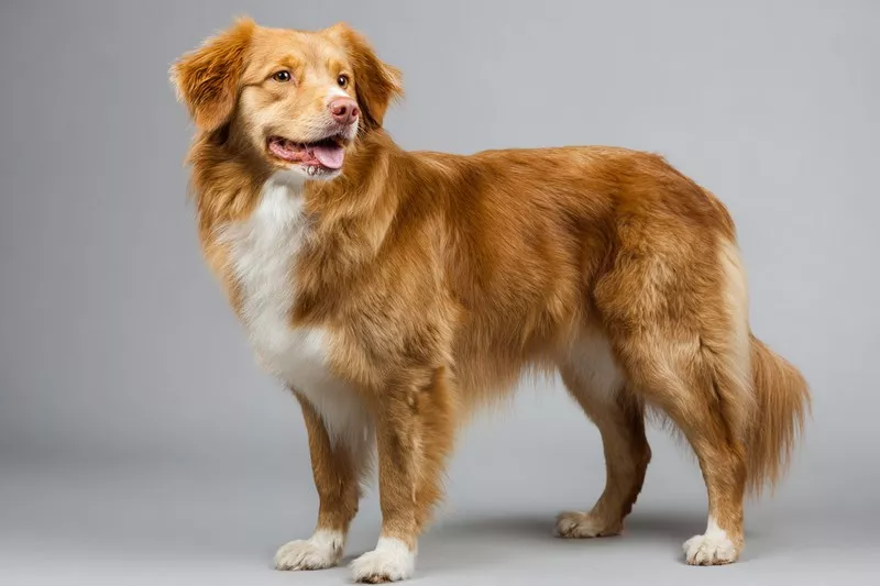 toller nova scotia duck tolling retriever