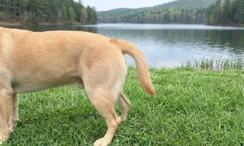 syndrom zimnego ogona u labradora po pływaniu w zimnym jeziorze - ostra miopatia ogonowa u labradora