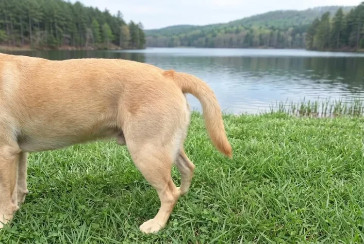 syndrom zimnego ogona u labradora po pływaniu w zimnym jeziorze - ostra miopatia ogonowa u labradora