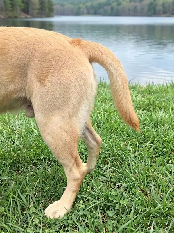 syndrom zimnego ogona u labradora - ostra miopatia ogonowa