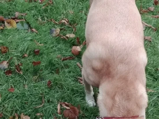 Tłuszczak u labradora – groźnie brzmi ale czy jest niebezpieczny?