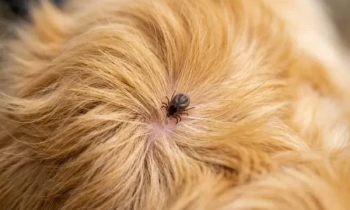 Anaplazmoza u Golden Retrieverów przenoszona przez kleszcza
