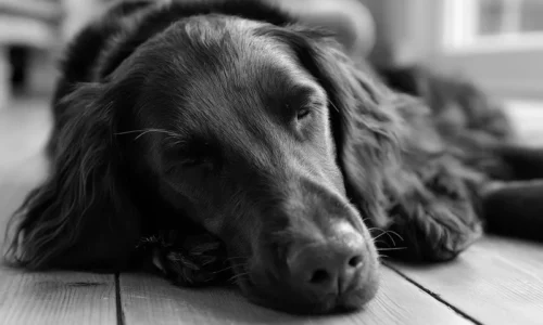 stary flat coated retriever